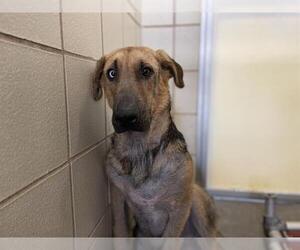 German Shepherd Dog-Unknown Mix Dogs for adoption in Corpus Christi, TX, USA