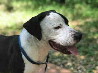 Medium Photo #1 American Bulldog-American Staffordshire Terrier Mix Puppy For Sale in San Antonio, TX, USA