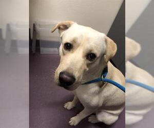 Labrador Retriever Dogs for adoption in Long Beach, CA, USA