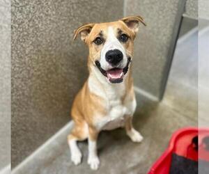 American Pit Bull Terrier-Unknown Mix Dogs for adoption in Santa Rosa, CA, USA