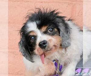 Cavalier King Charles Spaniel Dogs for adoption in Pittsburg, CA, USA