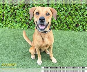 Black Mouth Cur Dogs for adoption in West Palm Beach, FL, USA