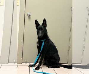 German Shepherd Dog Dogs for adoption in Plantation, FL, USA