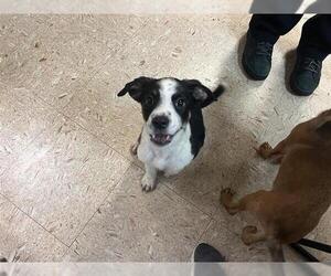 German Shepherd Dog-Unknown Mix Dogs for adoption in Tulsa, OK, USA