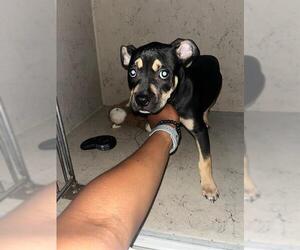 American Pit Bull Terrier Dogs for adoption in Louisville, KY, USA