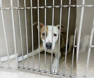 American Pit Bull Terrier-Unknown Mix Dogs for adoption in Oklahoma City, OK, USA