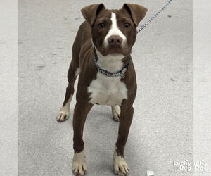 Lab-Pointer Dogs for adoption in Washington, DC, USA