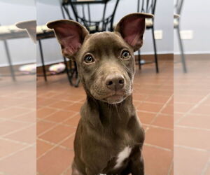 Labrador Retriever-Unknown Mix Dogs for adoption in Jefferson, NJ, USA