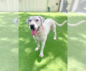 Dogo Argentino Dogs for adoption in Naples, FL, USA