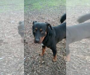 Rottweiler-Unknown Mix Dogs for adoption in Helotes, TX, USA