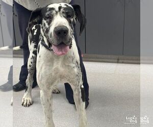 Great Dane-Unknown Mix Dogs for adoption in Washington, DC, USA