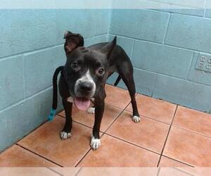 Boston Terrier-Unknown Mix Dogs for adoption in Downey, CA, USA