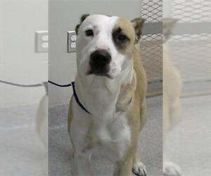American Pit Bull Terrier-Labrador Retriever Mix Dogs for adoption in Pasadena, TX, USA