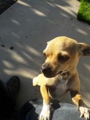 Chihuahua Dogs for adoption in Richmond, CA, USA
