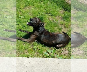 Medium Photo #1 American Staffordshire Terrier Puppy For Sale in Uwchlan, PA, USA