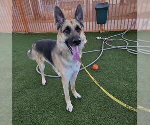 German Shepherd Dog-Unknown Mix Dogs for adoption in Las Vegas, NV, USA