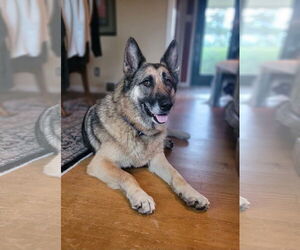 German Shepherd Dog Dogs for adoption in Dallas, TX, USA