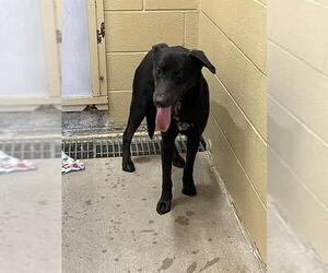 Labrador Retriever Dogs for adoption in Waco, TX, USA