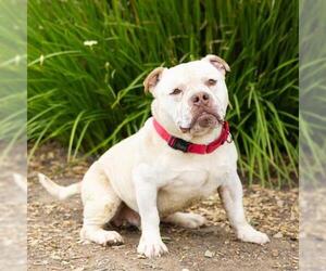 Bulldog-Unknown Mix Dogs for adoption in Camarillo, CA, USA