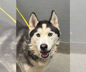 Siberian Husky-Unknown Mix Dogs for adoption in Las Vegas, NV, USA