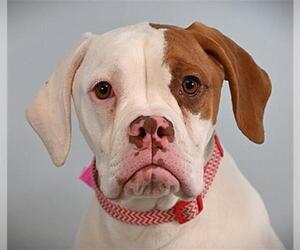 American Bulldog Dogs for adoption in Fort Collins, CO, USA