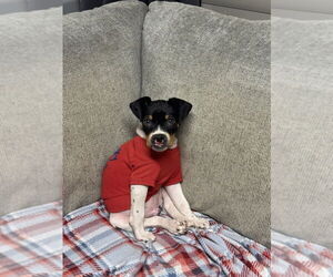 Mutt Dogs for adoption in Springdale, PA, USA