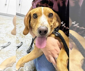 Beagle-Unknown Mix Dogs for adoption in Pierceton , IN, USA