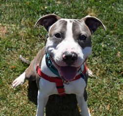American Pit Bull Terrier Dogs for adoption in Jarrettsville, MD, USA