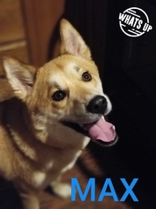 Akita Dogs for adoption in Zepheyrhills, FL, USA