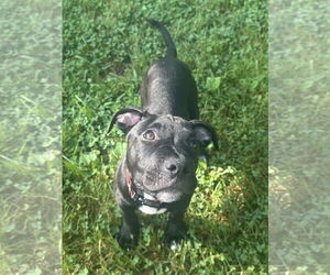 Mutt Dogs for adoption in Spotsylvania, VA, USA