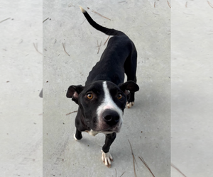 American Pit Bull Terrier-Labrador Retriever Mix Dogs for adoption in Oakhurst, NJ, USA