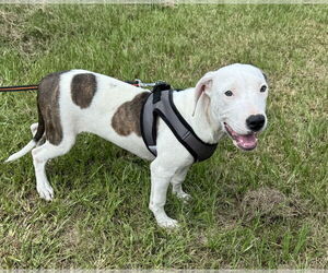 Bulldog-Unknown Mix Dogs for adoption in Tarrytown, GA, USA