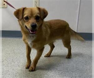 Chiweenie Dogs for adoption in Visalia, CA, USA
