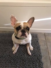 French Bulldog Dogs for adoption in Katy, TX, USA
