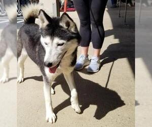 Siberian Husky Dogs for adoption in Thomasville, NC, USA
