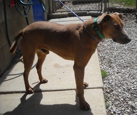 Boxador Dogs for adoption in Doylestown, PA, USA