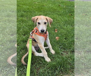 Mutt Dogs for adoption in Cliffwood, NJ, USA