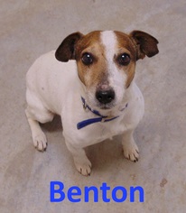 Jack Russell Terrier Dogs for adoption in Mountain View, AR, USA