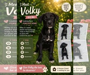 Retriever -Unknown Mix Dogs for adoption in Jenkintown, PA, USA