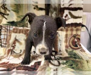American Pit Bull Terrier-Unknown Mix Dogs for adoption in HESPERIA, CA, USA