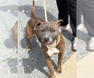 Mutt Dogs for adoption in Low Moor, VA, USA