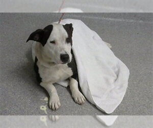 American Pit Bull Terrier-Unknown Mix Dogs for adoption in Pasadena, TX, USA