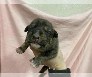 German Shepherd Dog-Unknown Mix Dogs for adoption in Modesto, CA, USA