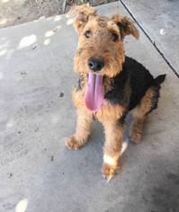 Airedale Terrier Dogs for adoption in Modesto, CA, USA