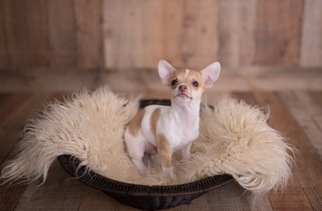 Chihuahua Dogs for adoption in Ocean View, DE, USA