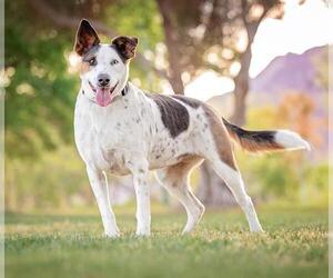 Border-Aussie Dogs for adoption in Las Vegas, NV, USA