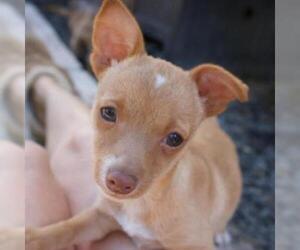 Chihuahua Dogs for adoption in Pleasanton, CA, USA