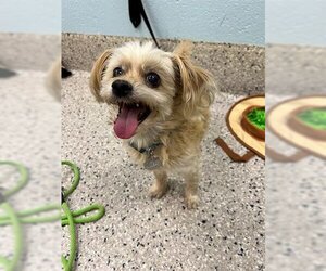 Malchi Dogs for adoption in Brighton, CO, USA