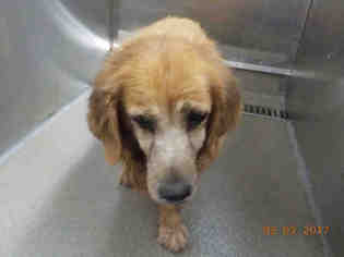 Basset Retriever Dogs for adoption in Fort Lauderdale, FL, USA