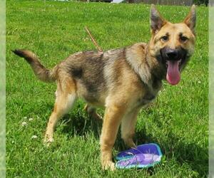 German Shepherd Dog-Unknown Mix Dogs for adoption in Centerton, AR, USA
